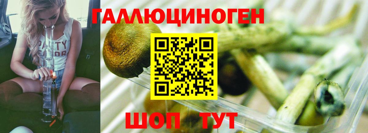 Псилоцибиновые грибы мицелий Корсаков